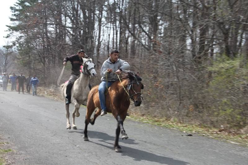 14 коня препускат на кушиите в Приморско - E-Burgas.com